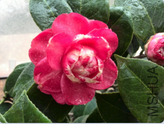 QQ��ͼ20150304093253.png