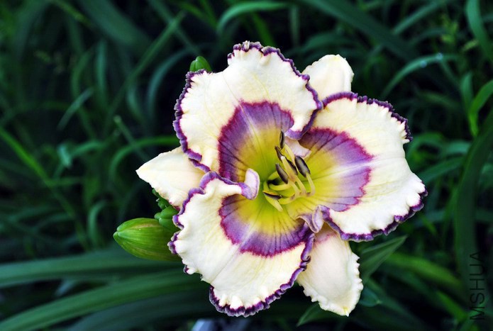 130֩������Ӱ(Web of Illusion) (3).jpg