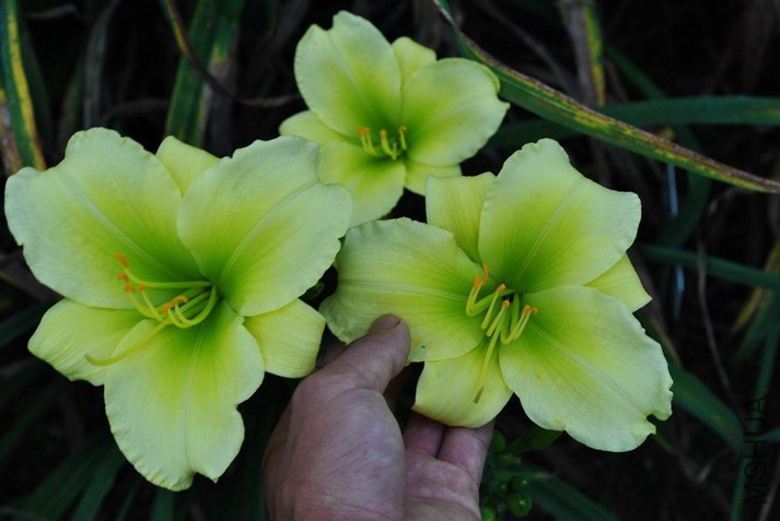 F1-416��� (3).jpg