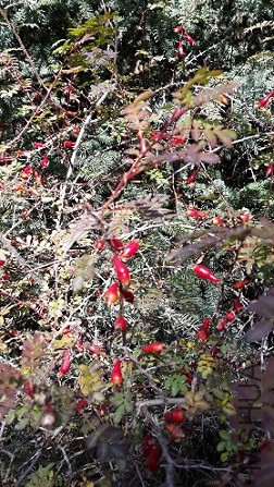 20141001_125006.jpg