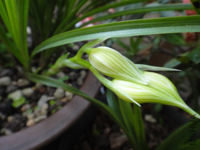DSC01591.JPG