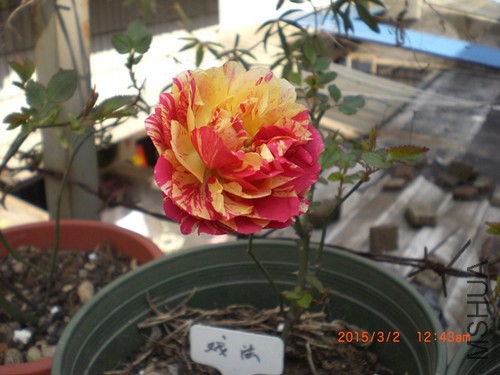 CIMG4643_����.jpg