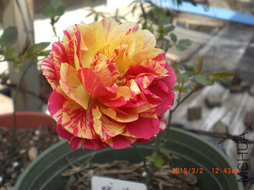 CIMG4644_����.jpg