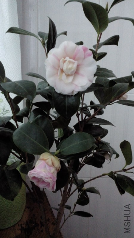 IMG_20150304_170759.jpg