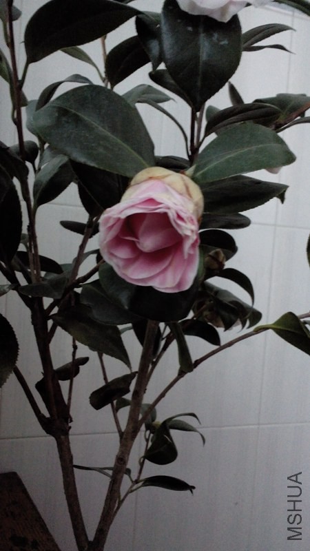 IMG_20150304_170808.jpg