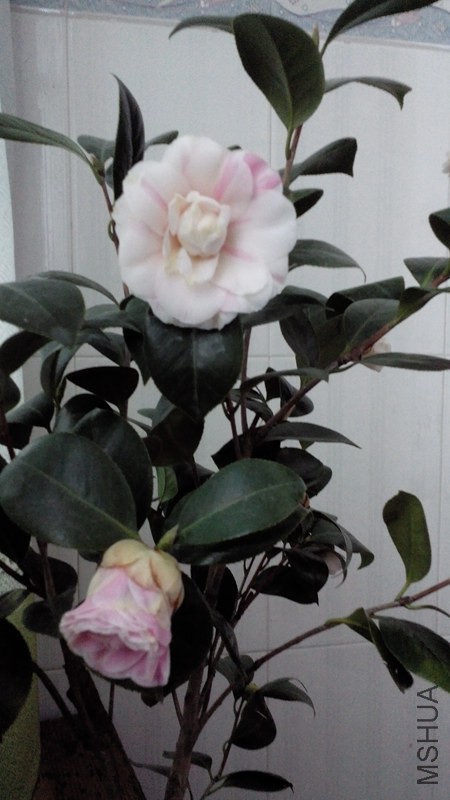 IMG_20150304_170814.jpg