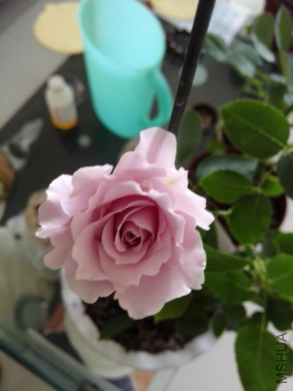 IMG_20150304_083454.jpg