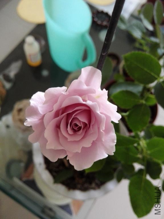 IMG_20150304_083458.jpg