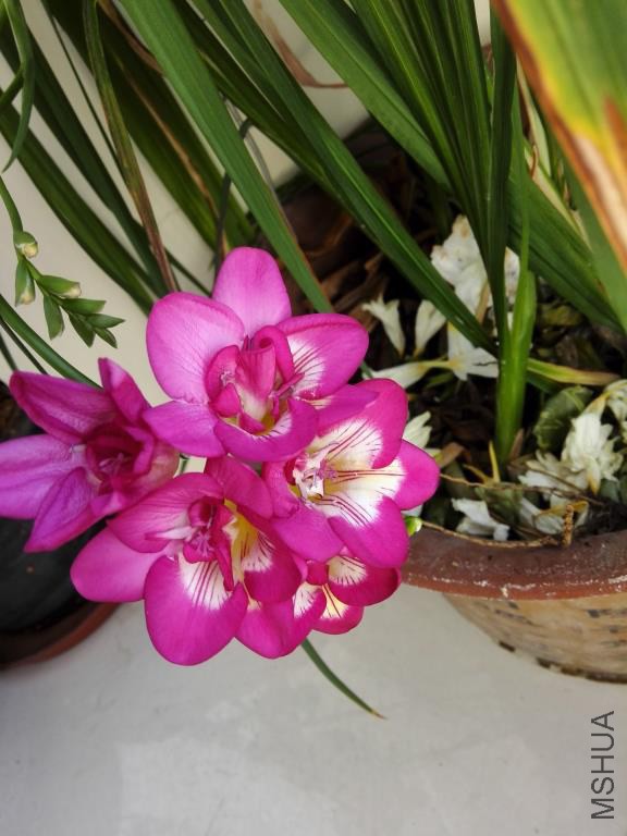 IMG_20150304_085220.jpg