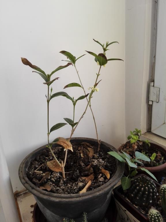IMG_20150304_085256.jpg