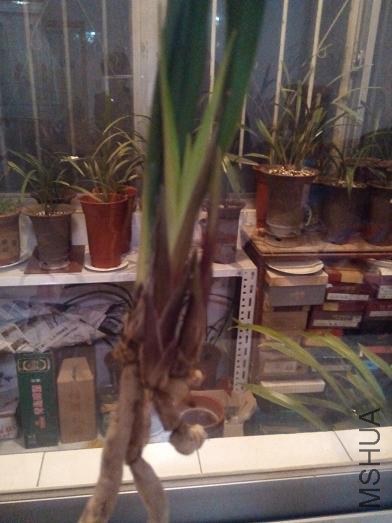 1��2��ѿ����С�ķ�������