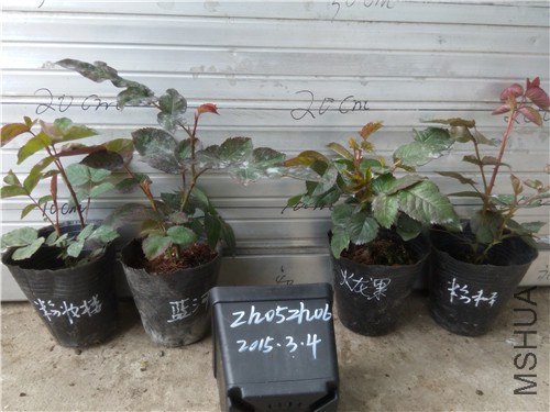 20150303144518.jpg