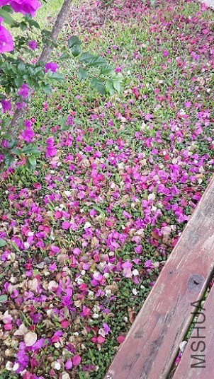 20140407_110702.jpg