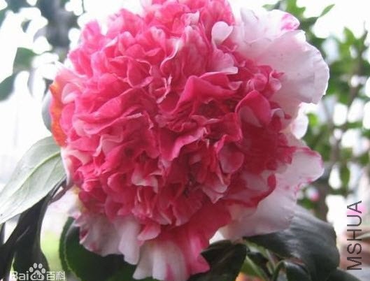 �צܽ�ء�����Դ�ٶȰٿ�