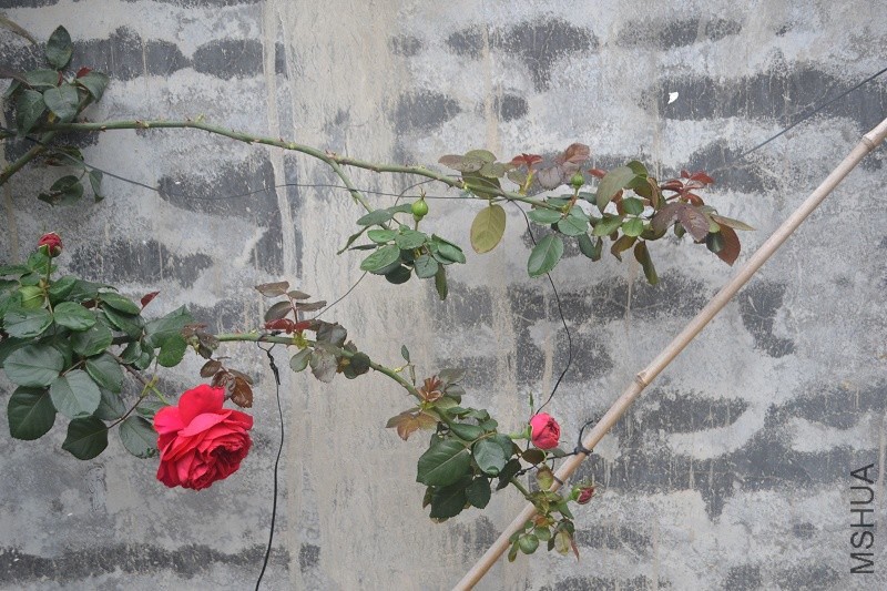 DSC_0125.JPG