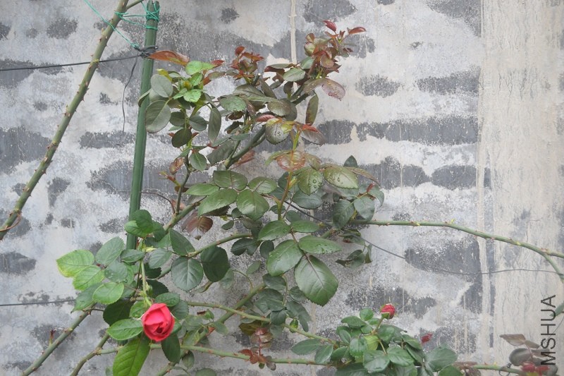 DSC_0126.JPG