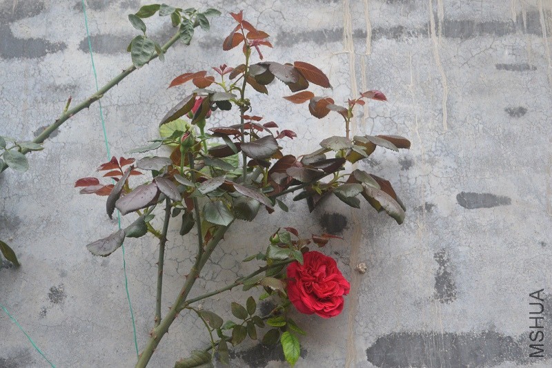 DSC_0127.JPG