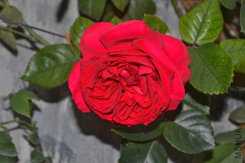 DSC_0130.JPG
