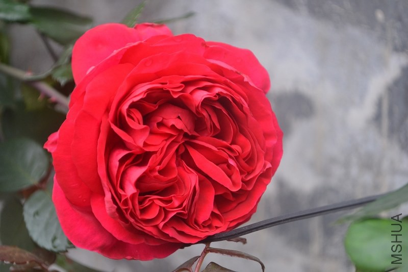 DSC_0139.JPG