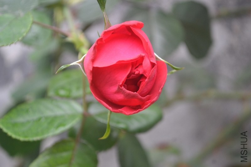 DSC_0140.JPG