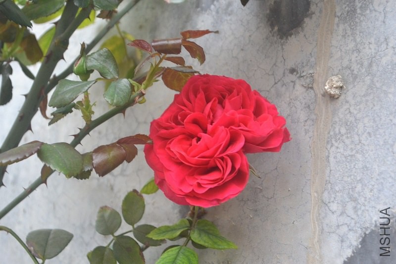 DSC_0141.JPG
