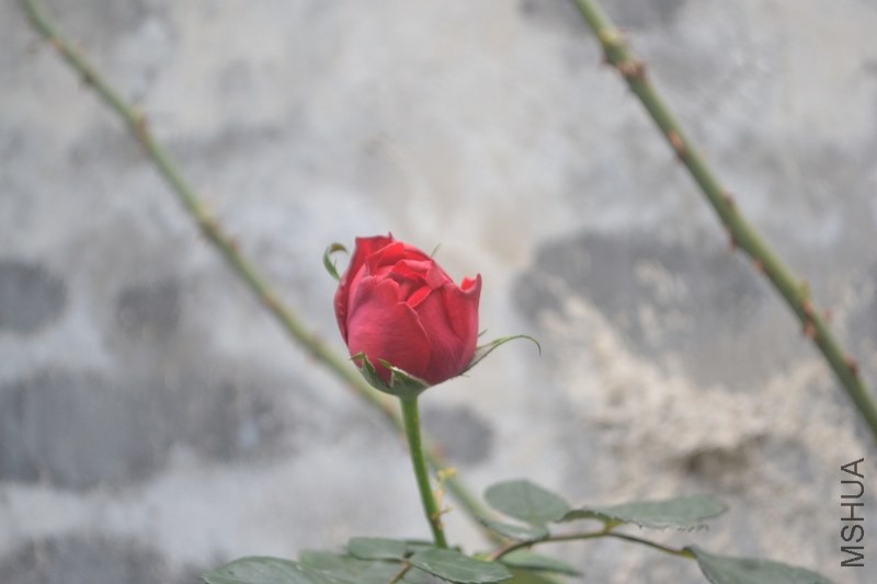 DSC_0142.JPG