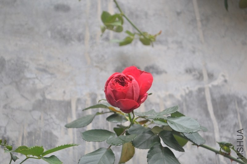 DSC_0143.JPG