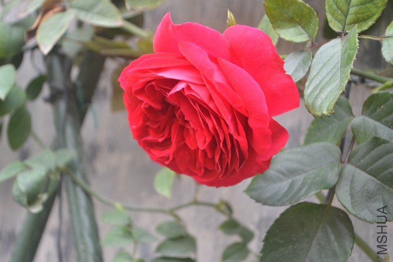 DSC_0145.JPG