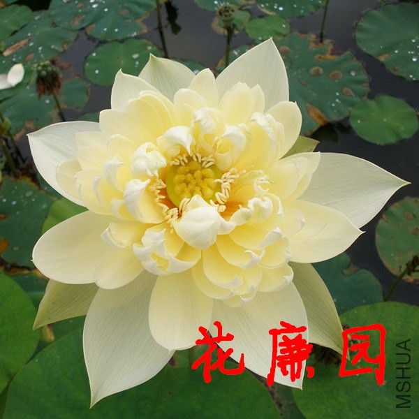 ���ͺɻ���ź ������ɫ300.jpg