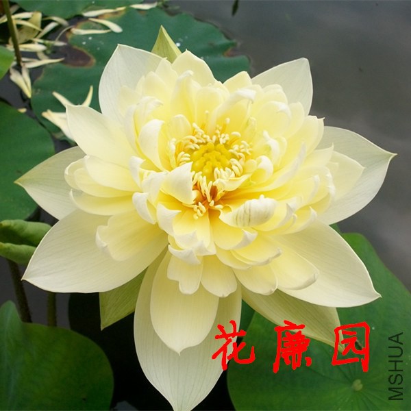 ���ͺɻ���ź ������ɫ.jpg