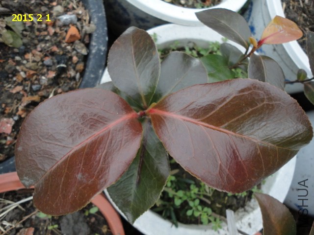 DSC06302.JPG