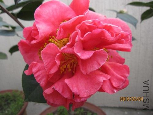 IMG_1651.jpg