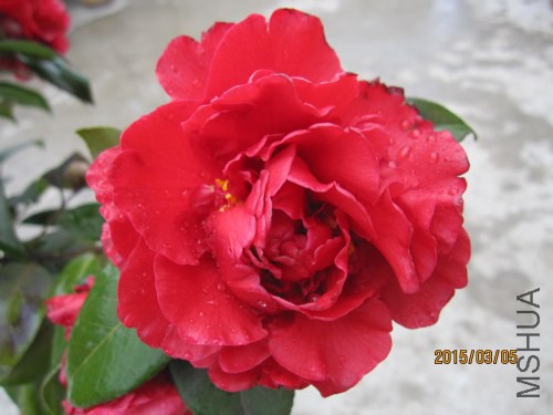 IMG_1667.jpg