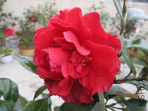 IMG_1668.jpg