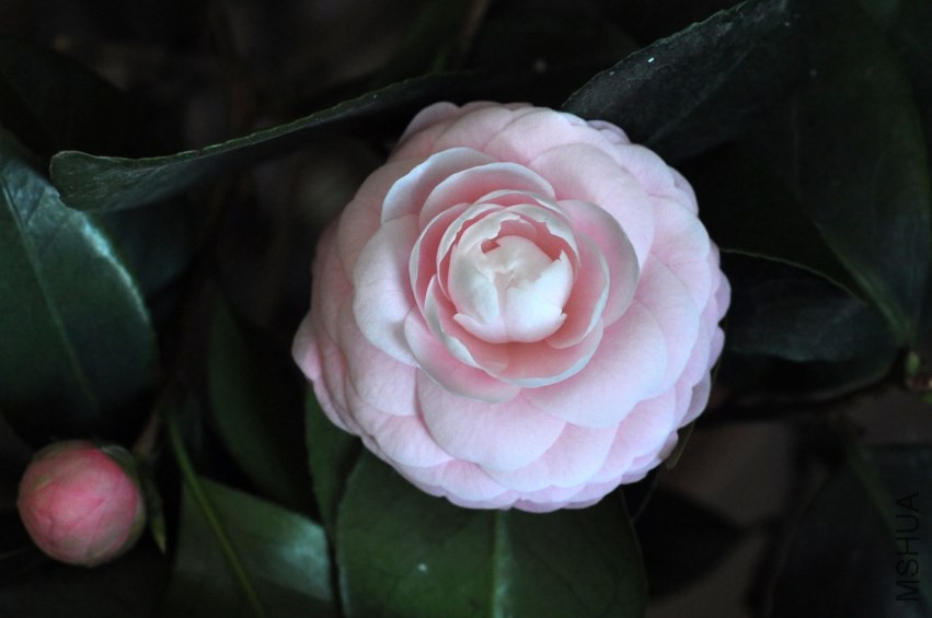 DSC_0170.JPG