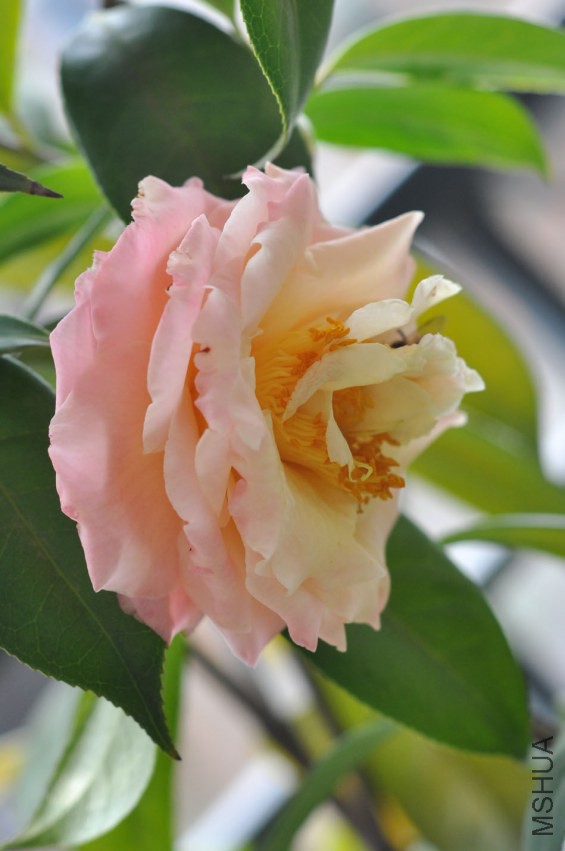 DSC_0175.JPG