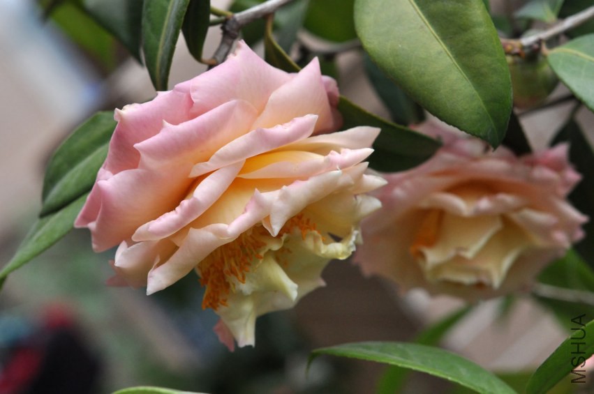 DSC_0185.JPG
