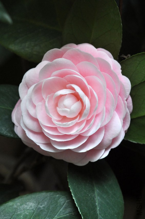 DSC_0189.JPG