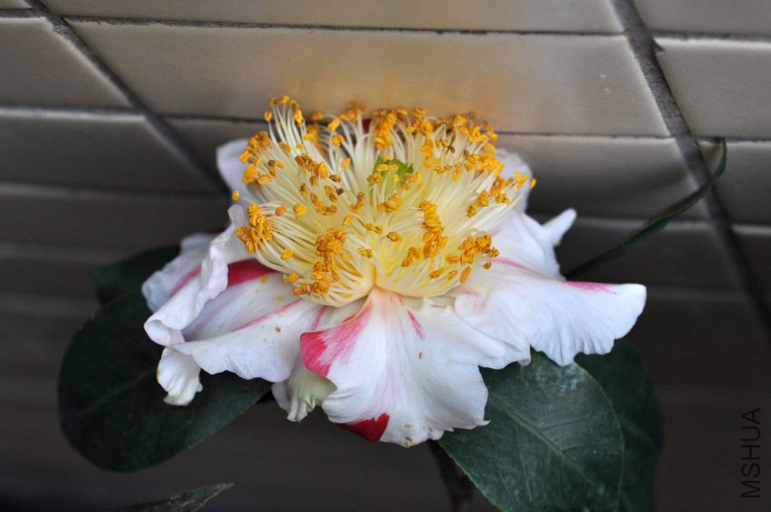 DSC_0207.JPG