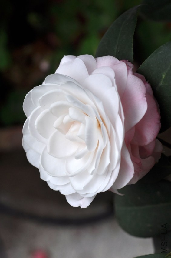 DSC_0222.JPG