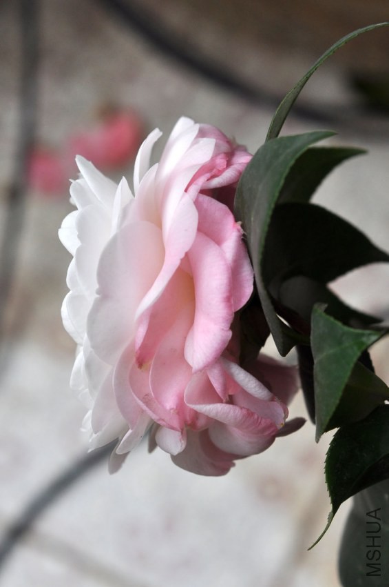 DSC_0224.JPG