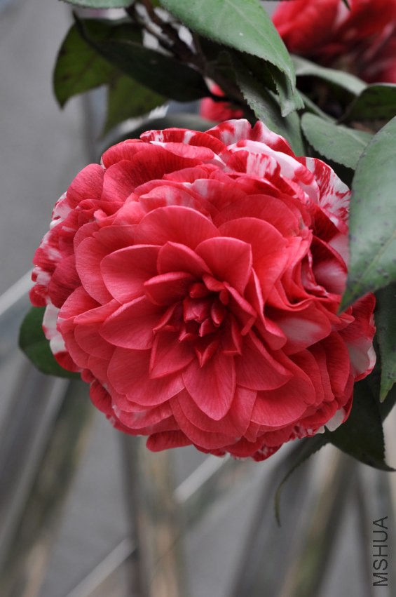 DSC_0240.JPG