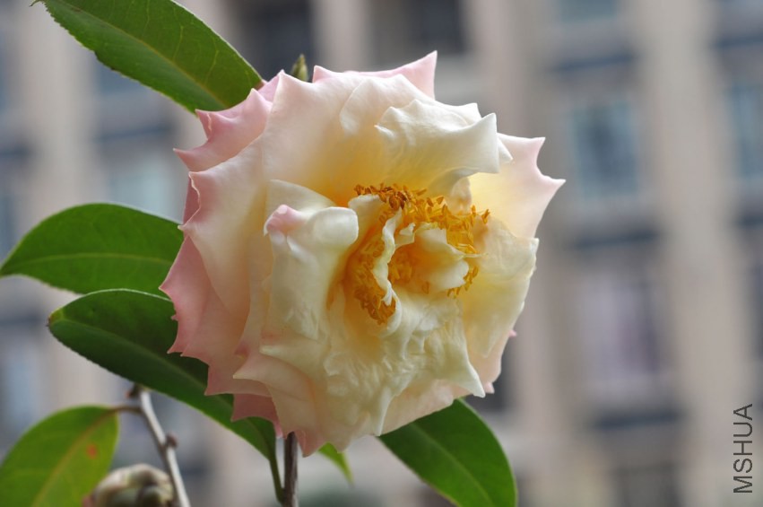 DSC_0244.JPG