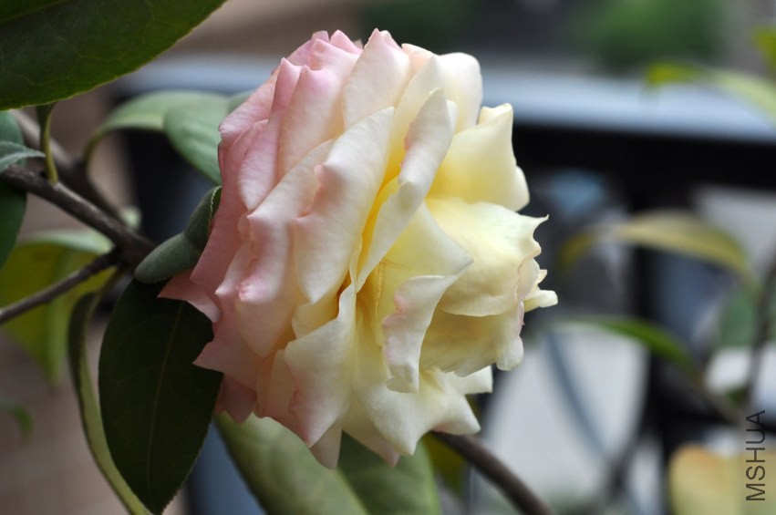 DSC_0246.JPG