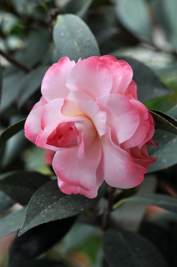 DSC_0249.JPG