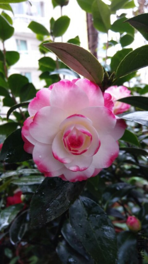 QQͼƬ20150305215127.jpg