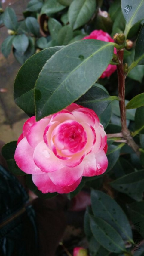 QQͼƬ20150305215332.jpg