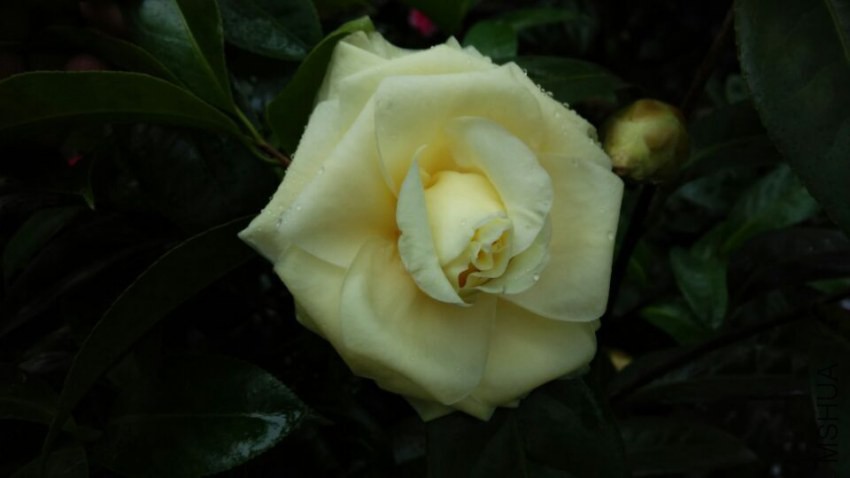 QQͼƬ20150305215205.jpg