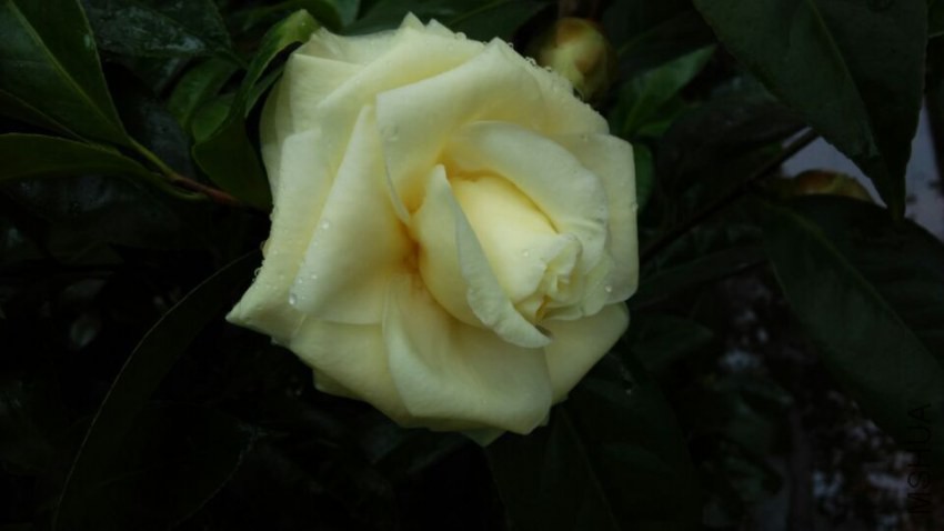 QQͼƬ20150305215145.jpg