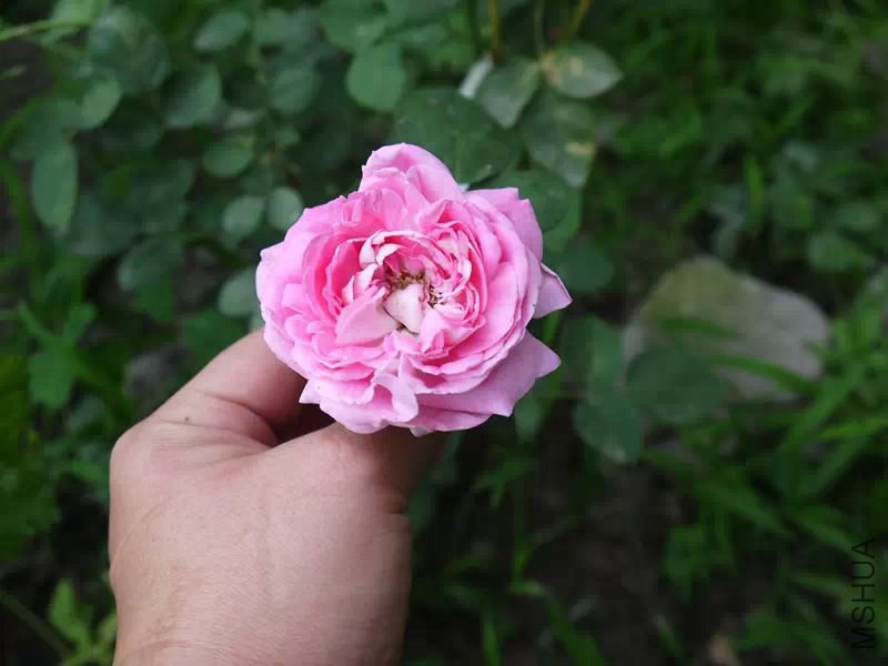 psb (3).jpg